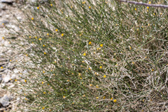 Bebbia juncea aspera