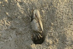 Minuca longisignalis