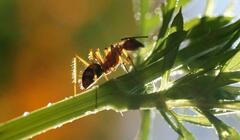 Camponotus cingulatus
