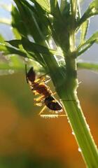 Camponotus cingulatus