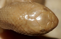 Atractaspis duerdeni