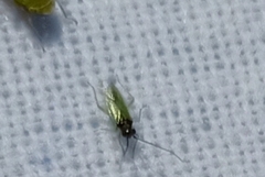 Cyrtorhinus