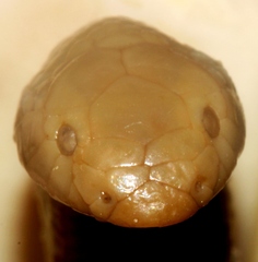 Atractaspis duerdeni