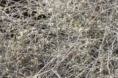 Eriogonum wrightii nodosum