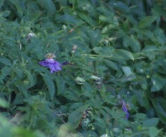 Passiflora incarnata × cincinnata