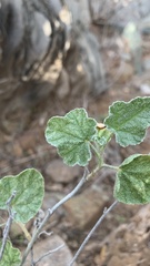Sphaeralcea parvifolia