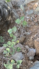 Sphaeralcea parvifolia
