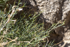 Stillingia linearifolia