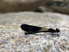 Aristocypha fenestrella