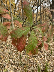 Quercus muehlenbergii