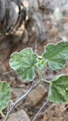 Sphaeralcea parvifolia