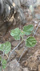 Sphaeralcea parvifolia