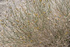 Bebbia juncea aspera