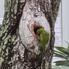 Psittacula alexandri