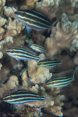 Chlorurus spilurus