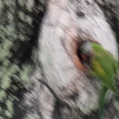 Psittacula alexandri