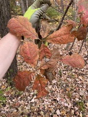 Quercus muehlenbergii