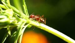 Camponotus cingulatus