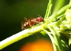 Camponotus cingulatus