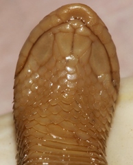 Atractaspis duerdeni