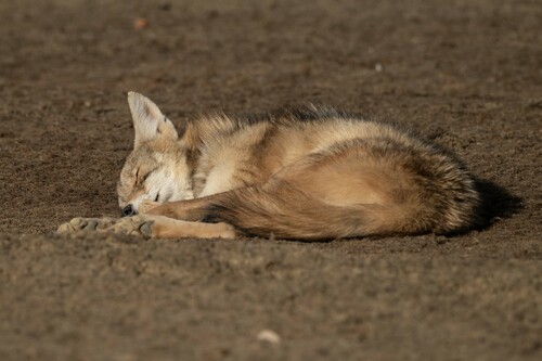 Coyote photographed in Indiana