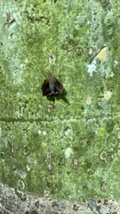 Asbolis capucinus
