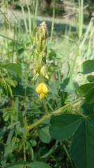 Crotalaria incana