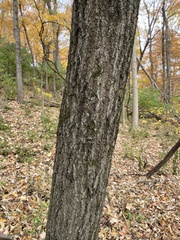 Quercus muehlenbergii