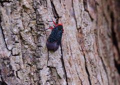 Kalidasa lanata