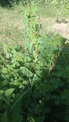 Crotalaria incana