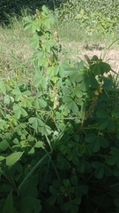 Crotalaria incana