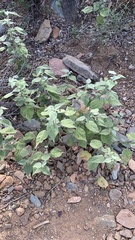 Abutilon abutiloides