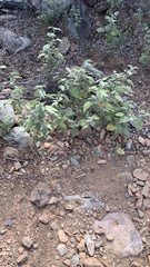 Abutilon abutiloides