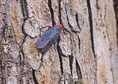 Kalidasa lanata