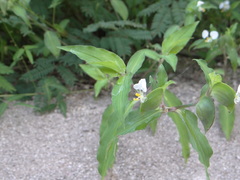 Tripogandra serrulata