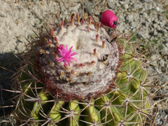 Melocactus curvispinus