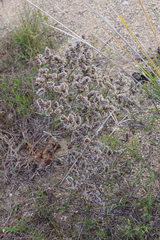 Goniolimon speciosum