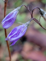 Campanula petiolata