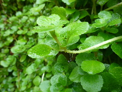 Chrysosplenium oppositifolium