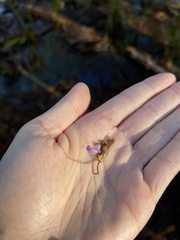 Utricularia purpurea