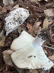 Russula brevipes acrior