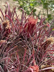 Ferocactus
