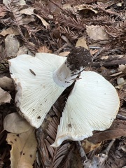 Russula brevipes acrior