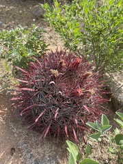 Ferocactus