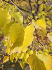 Tilia platyphyllos