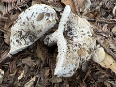 Russula brevipes acrior