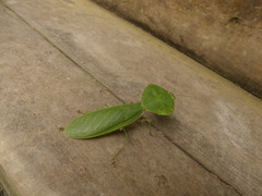 Choeradodis rhombicollis