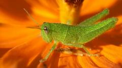 Schistocerca flavofasciata