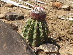 Melocactus curvispinus