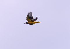 Oriolus xanthornus